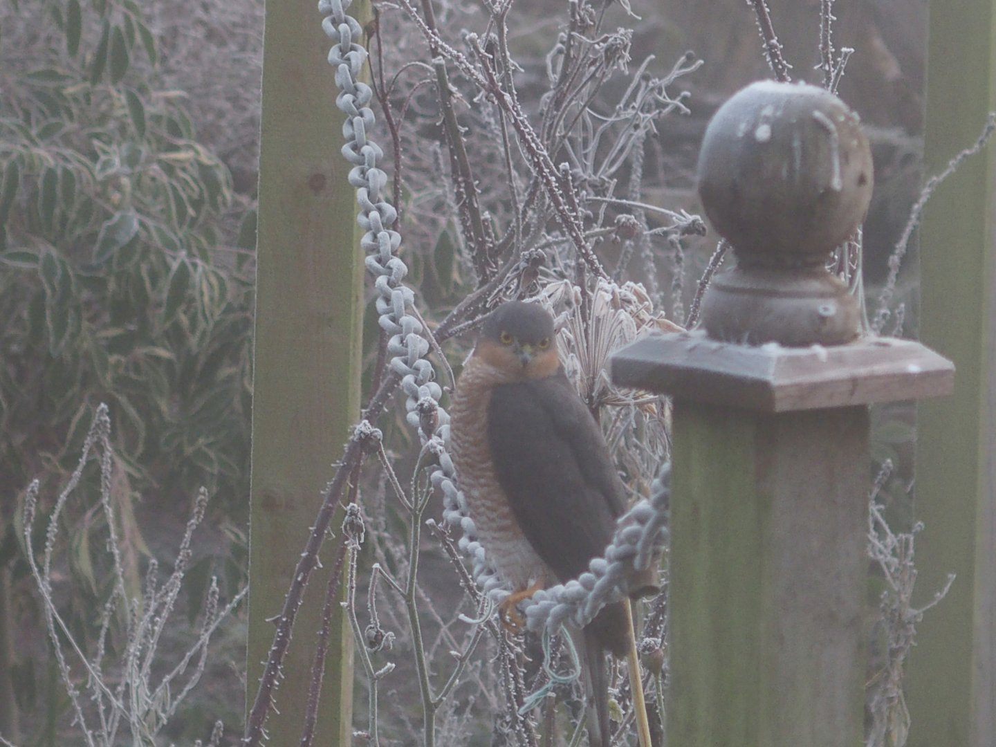 Sparrow hawk 23rd Jan.17