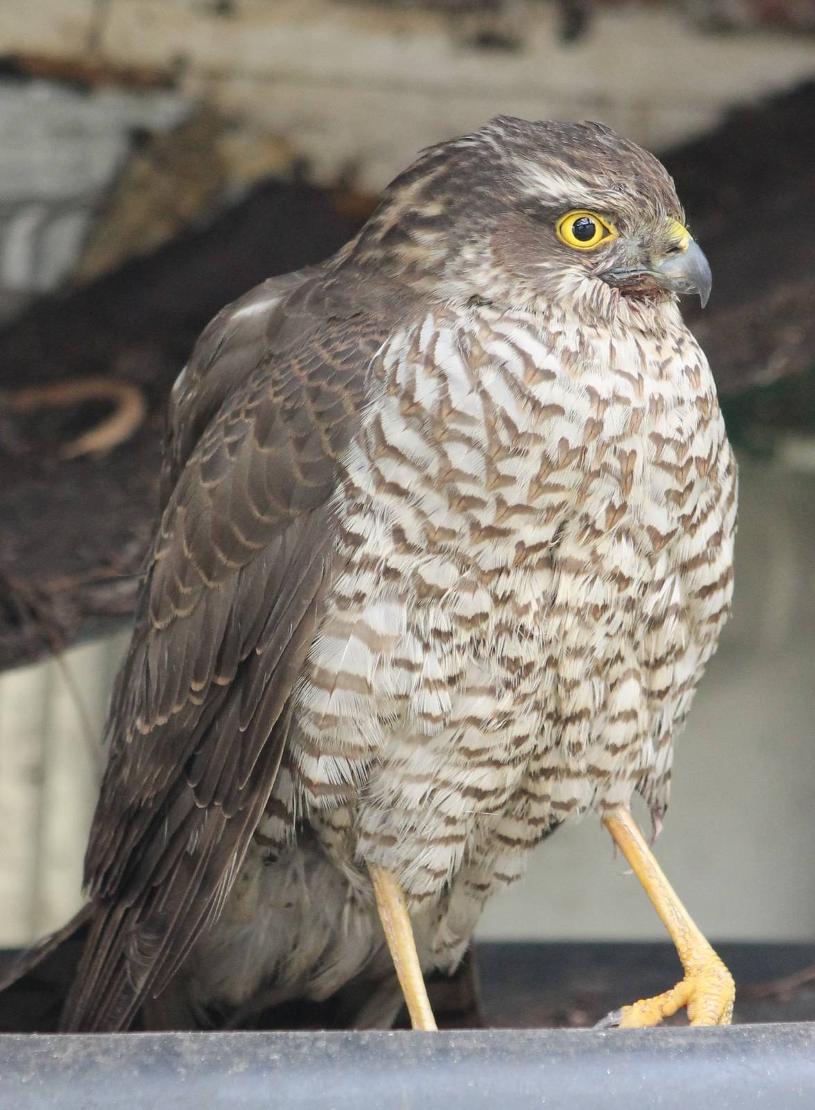 sparrow hawk in my garden