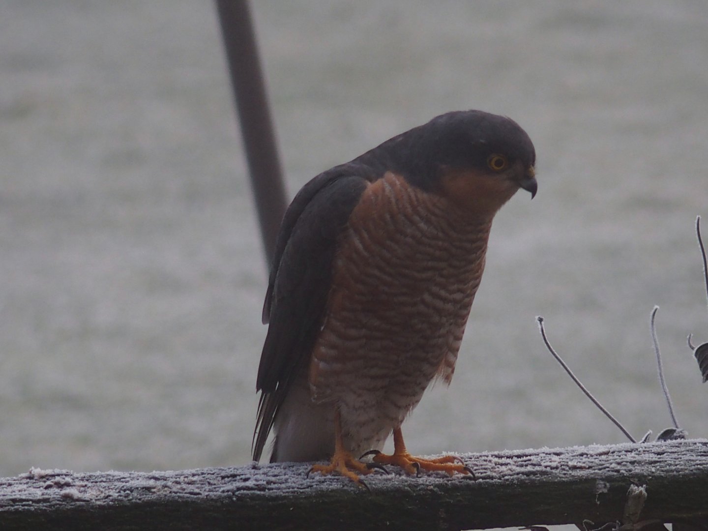 Sparrow hawk on a freezing day 23 jan20017