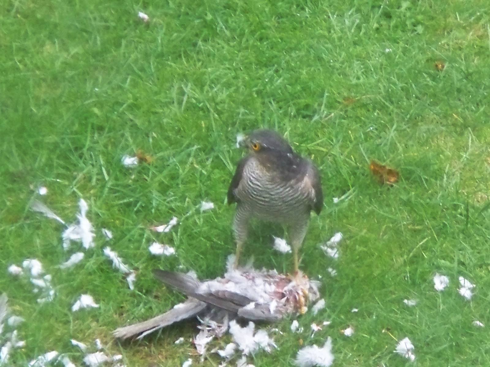sparrow hawk turned to face the window.