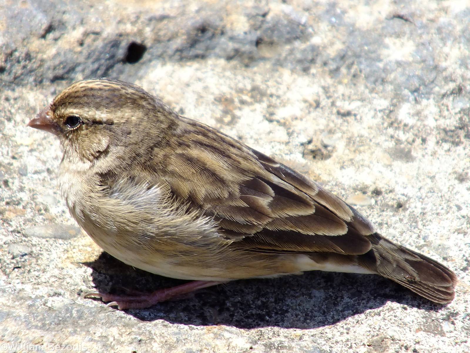 Sparrow ID? - 2013
