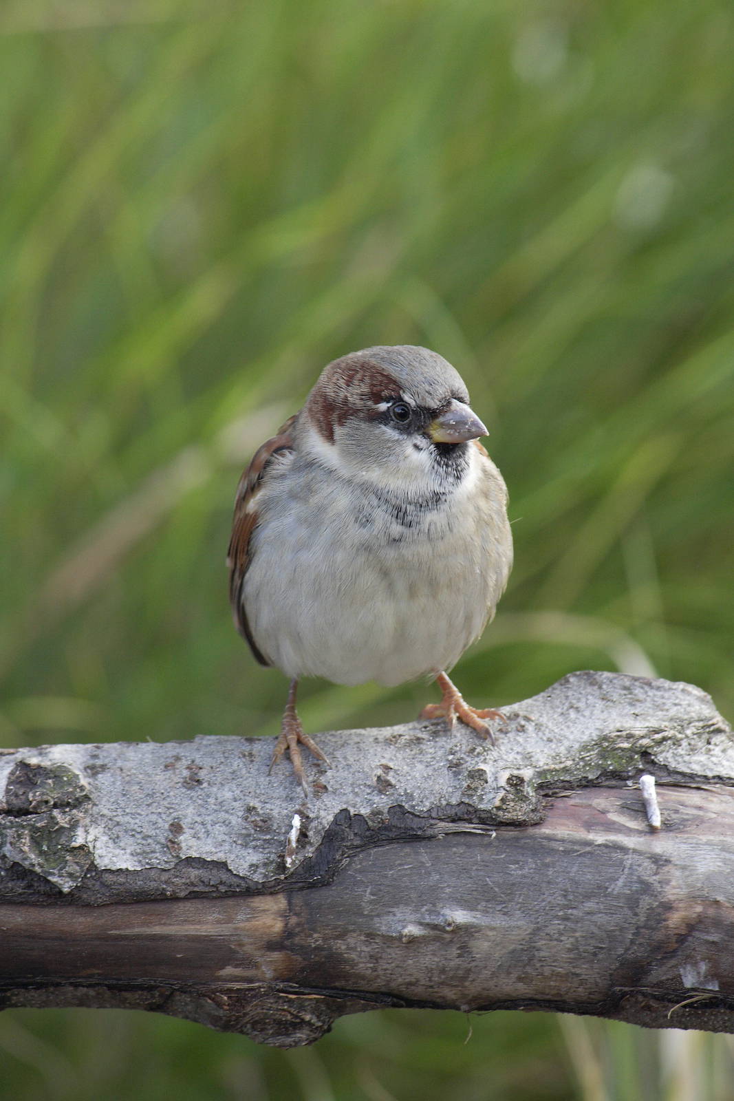 Sparrow