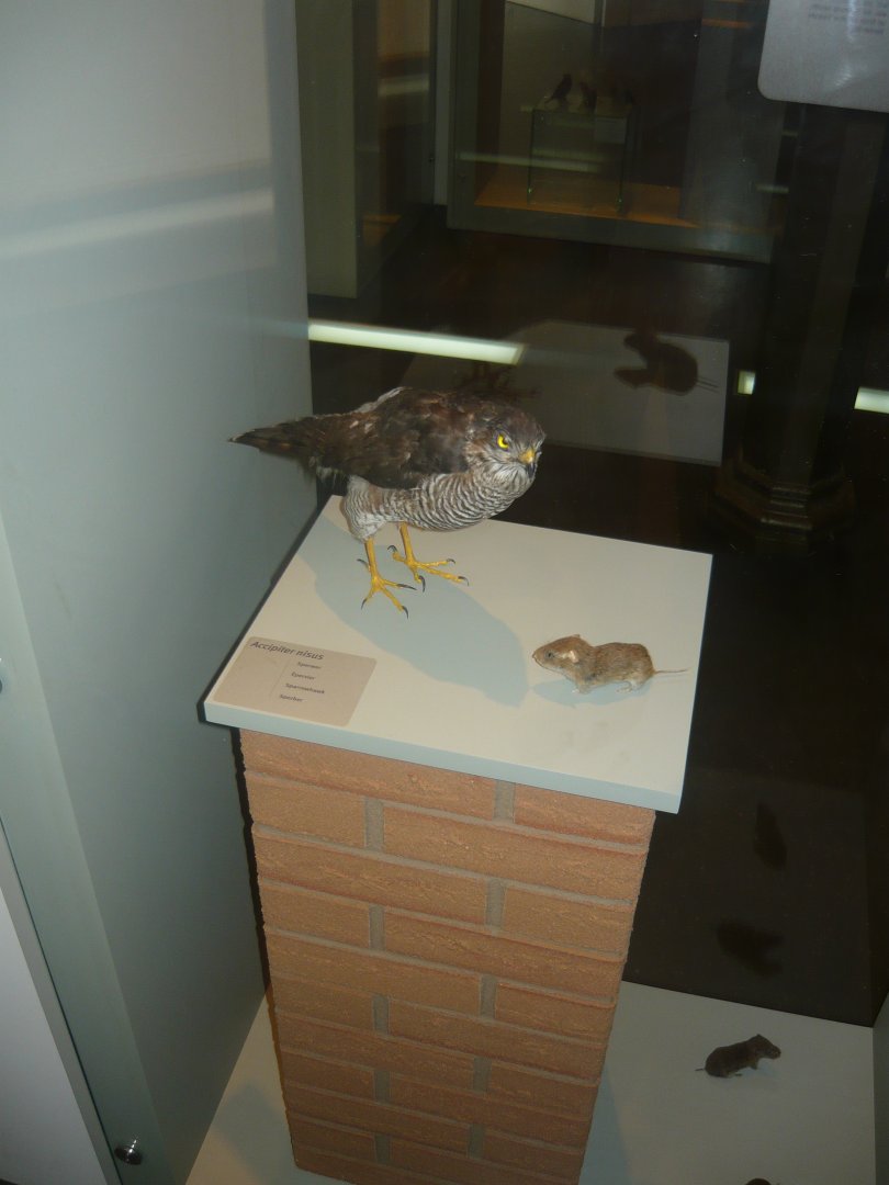 Sparrowhawk and vole