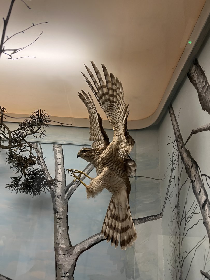 Sparrowhawk (Taken at Inverness museum 3.4.24)