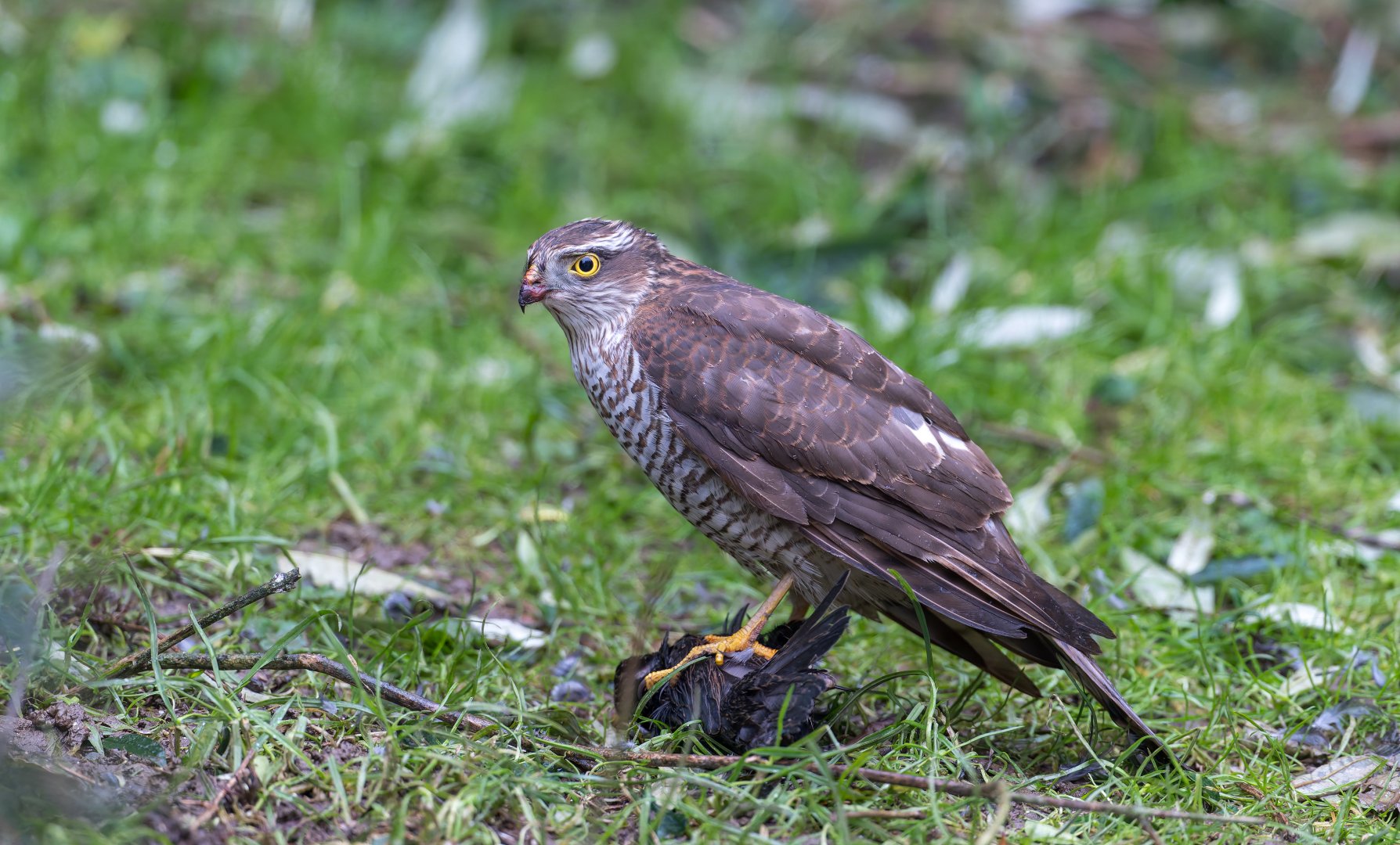 Sparrowhawk, wild, UK