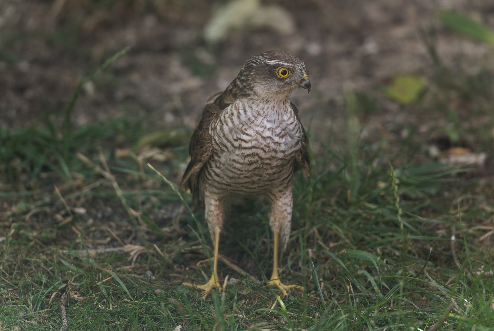 Sparrowhawk (wild) UK