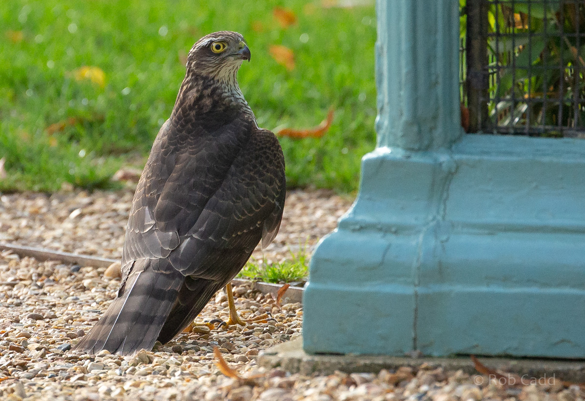 Sparrowhawk (wild) : Waddesdon : 04 Oct 2019
