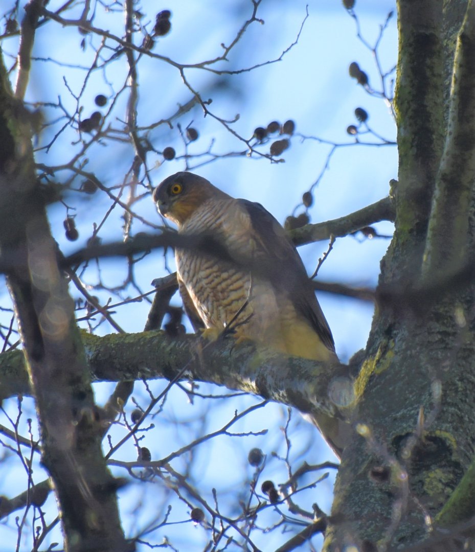 Sparrowhawk