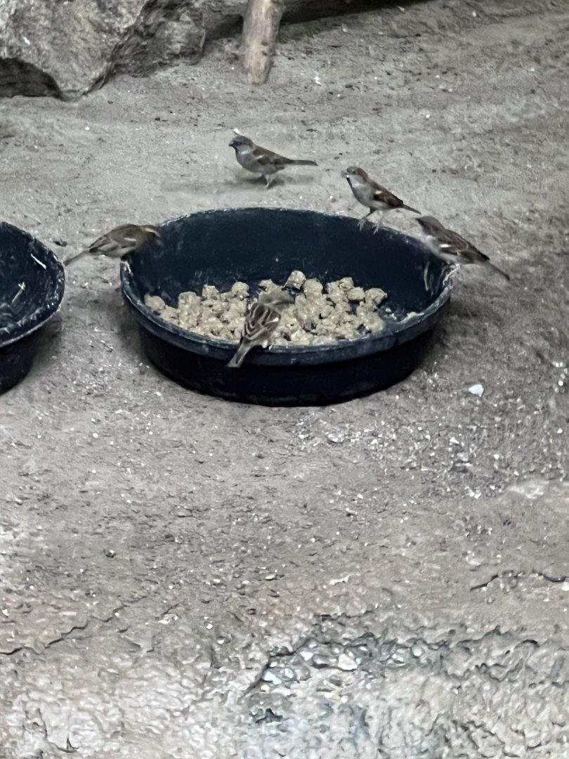Sparrows in the African Pavilion