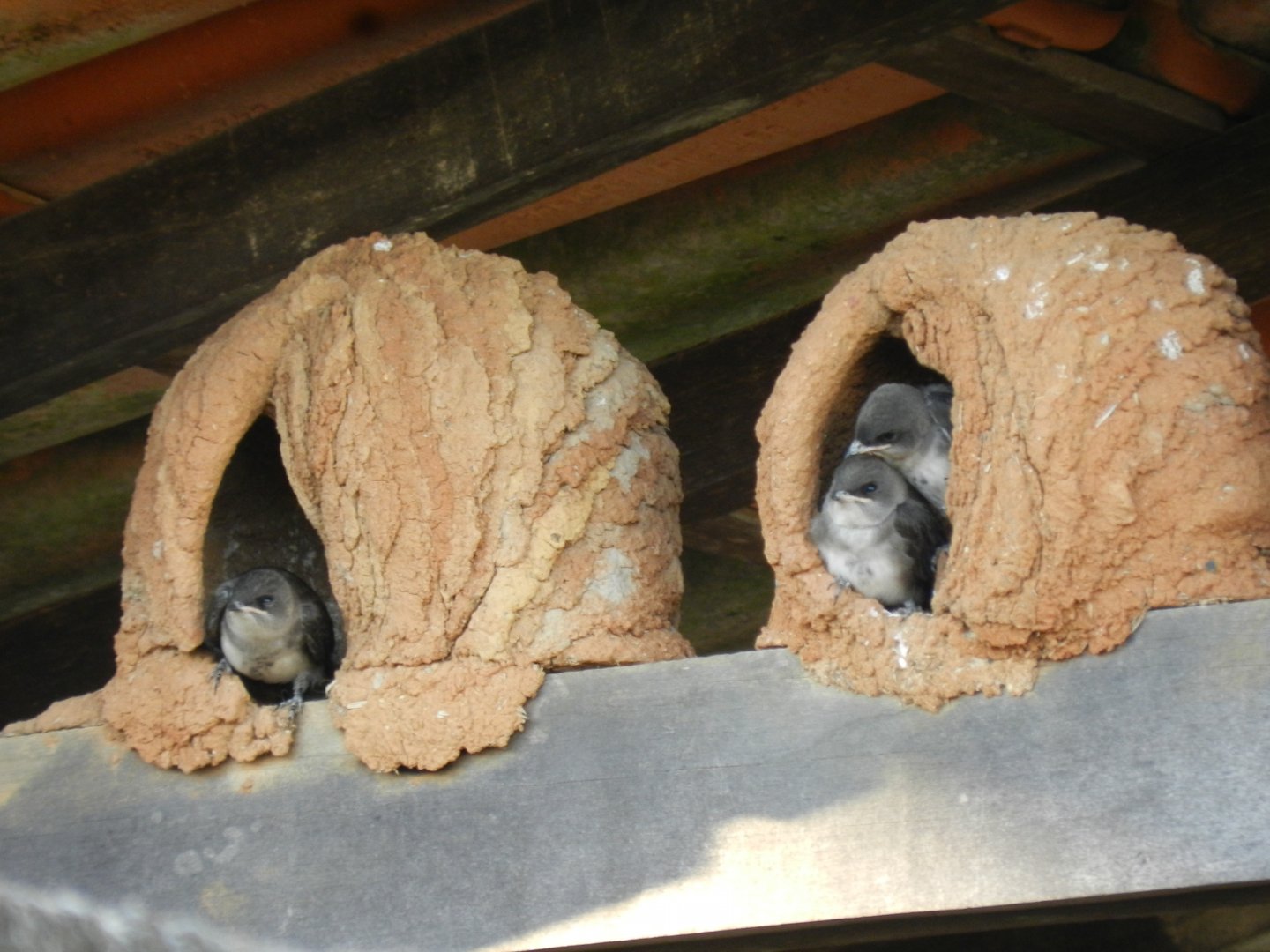 Sparrows inhabiting rufous hornero "houses" - Belo Horizonte, MG Brazil