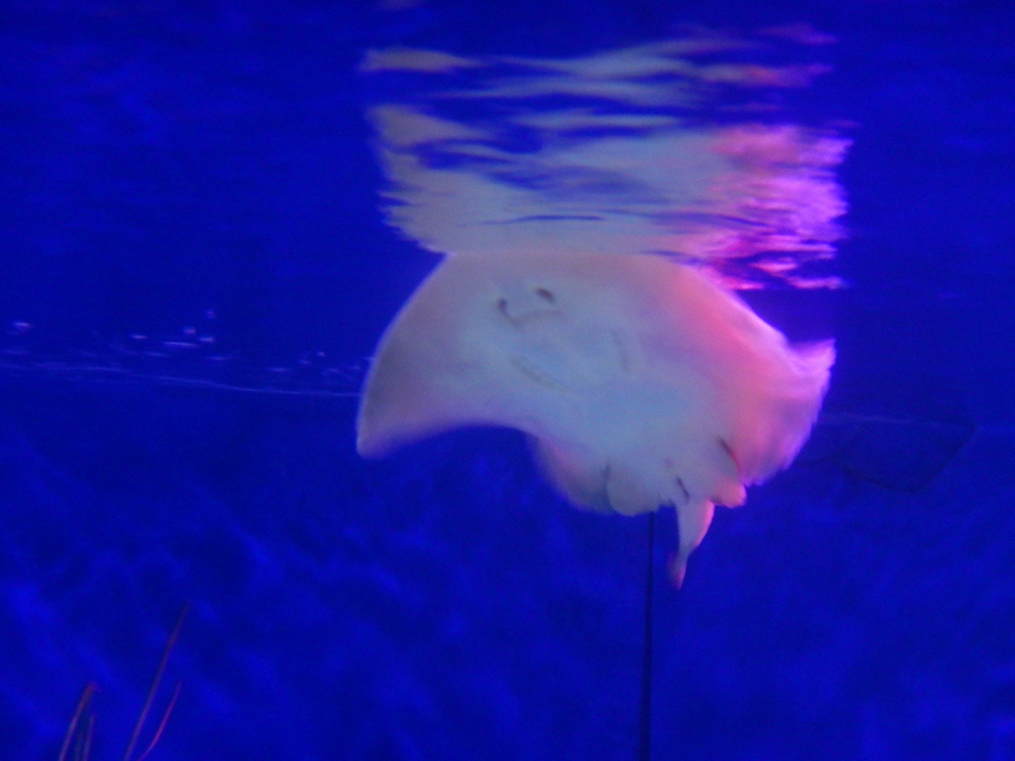 Sparsely-spotted Stingaree