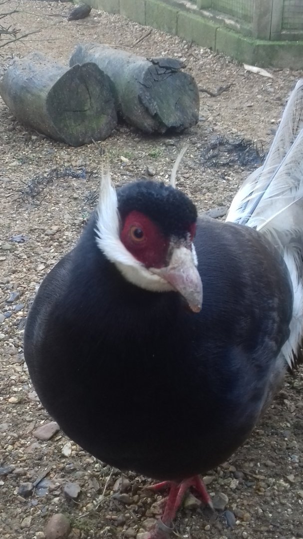 Sparsholt Brown Eared Pheasant