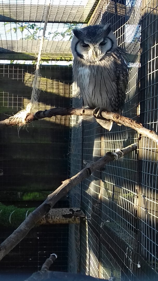 Sparsholt Nothern White-Faced Owl