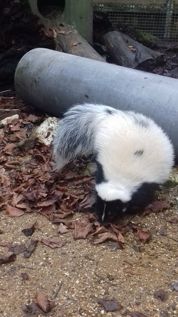 Sparsholt Striped Skunk