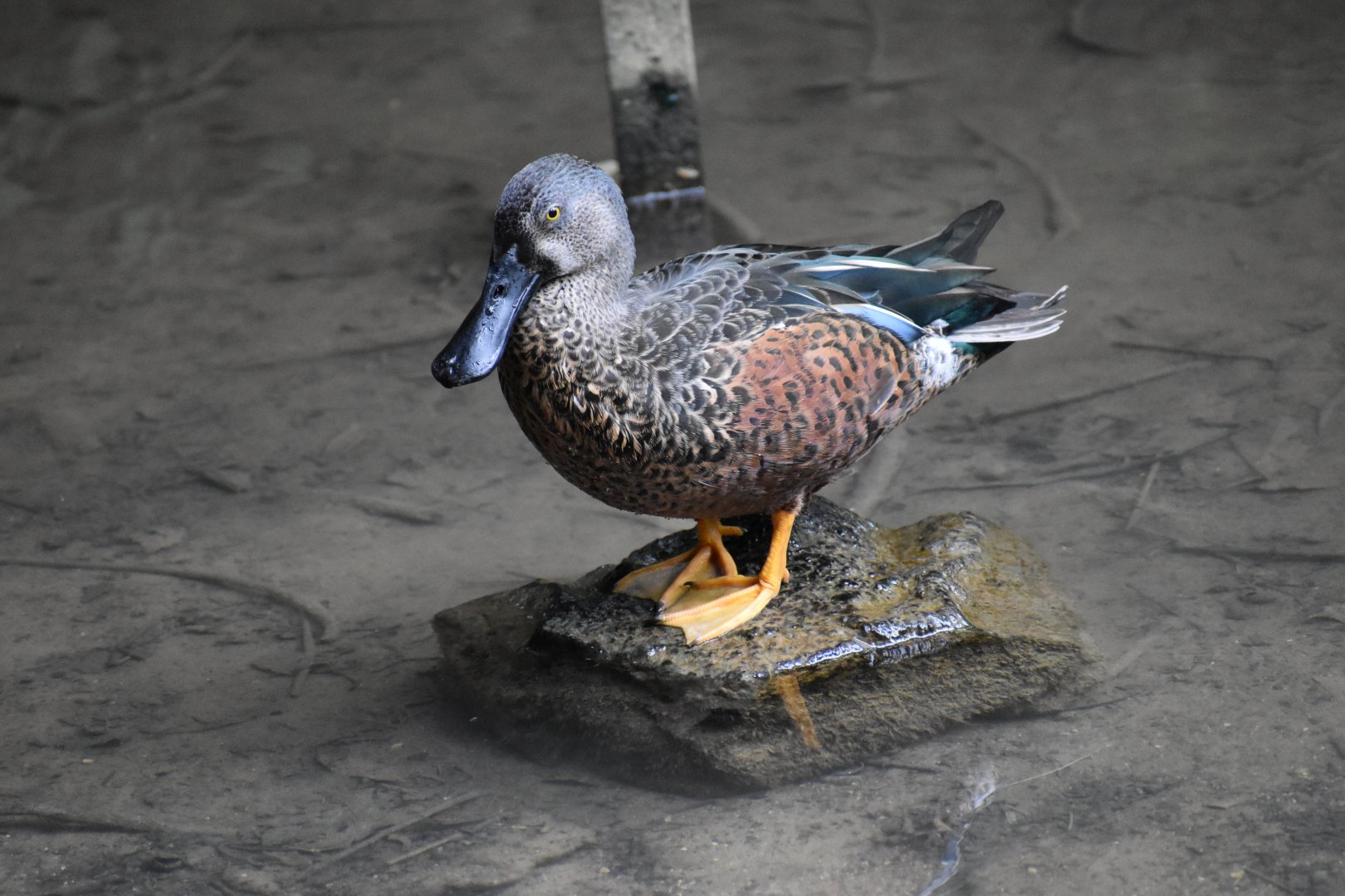 Spatula rhynchotis - Australasian Shoveler