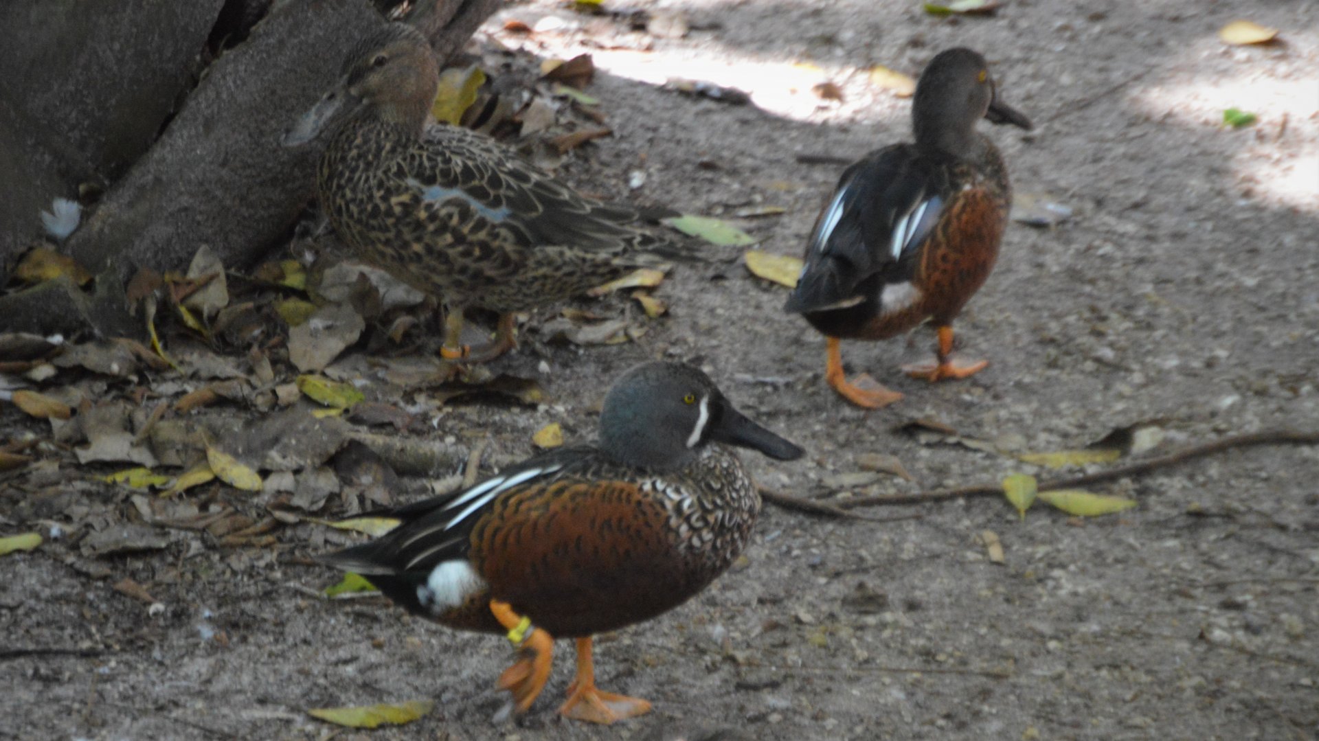 Spatula rhynchotis rhynchotis