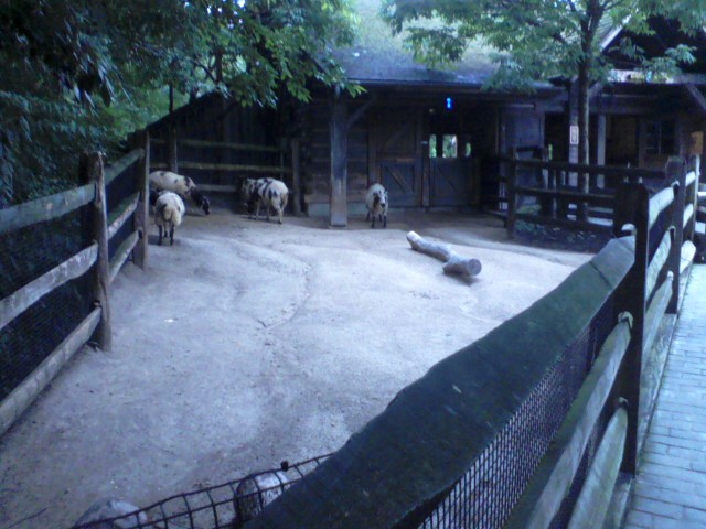 Spaulding Children's Zoo- Blakely's Barn- Jacob Sheep exhibit