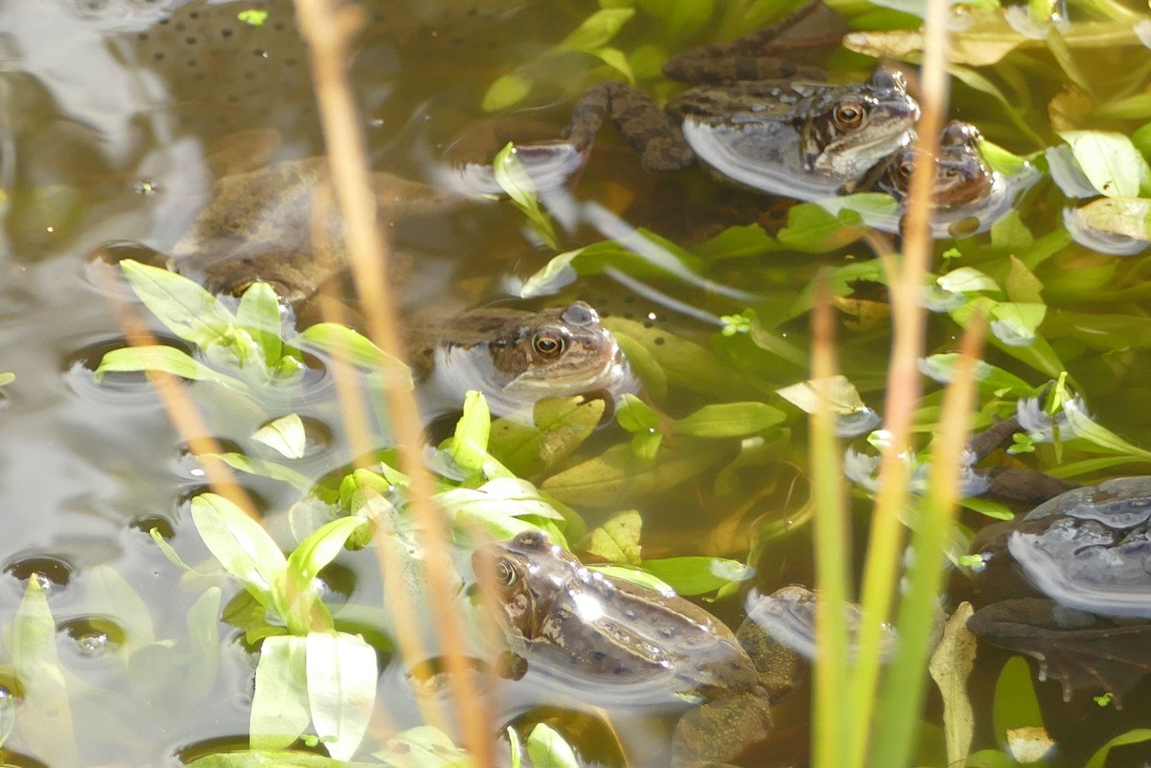 Spawning frogs, 2 February 2022