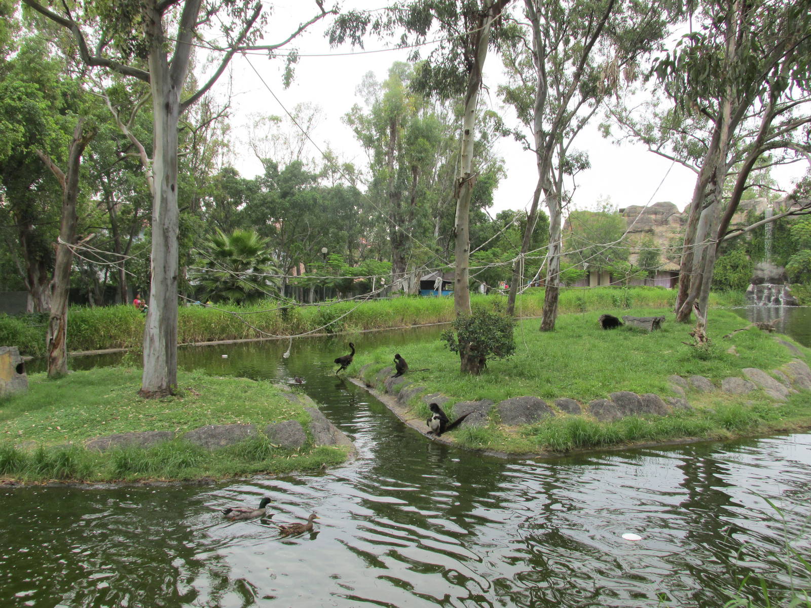 spder monkey exhibit guadalajara zoo