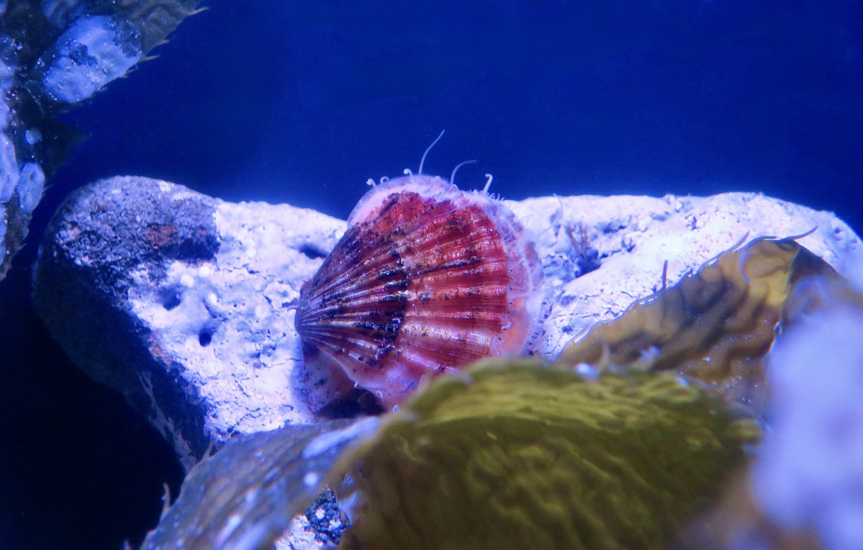 Spear Scallop (Chlamys hastata)