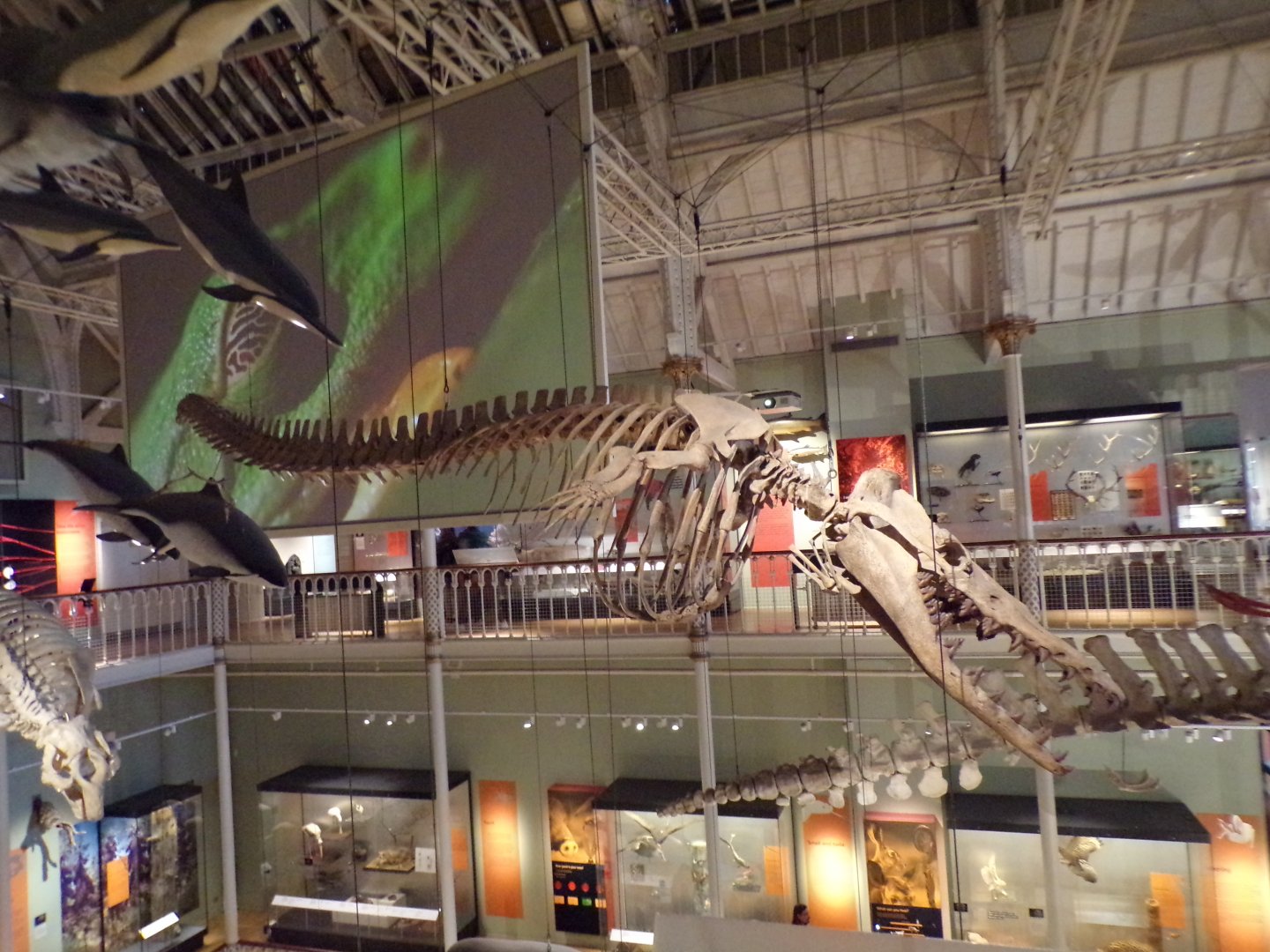 Spear-toothed whale skeleton 26.8.23