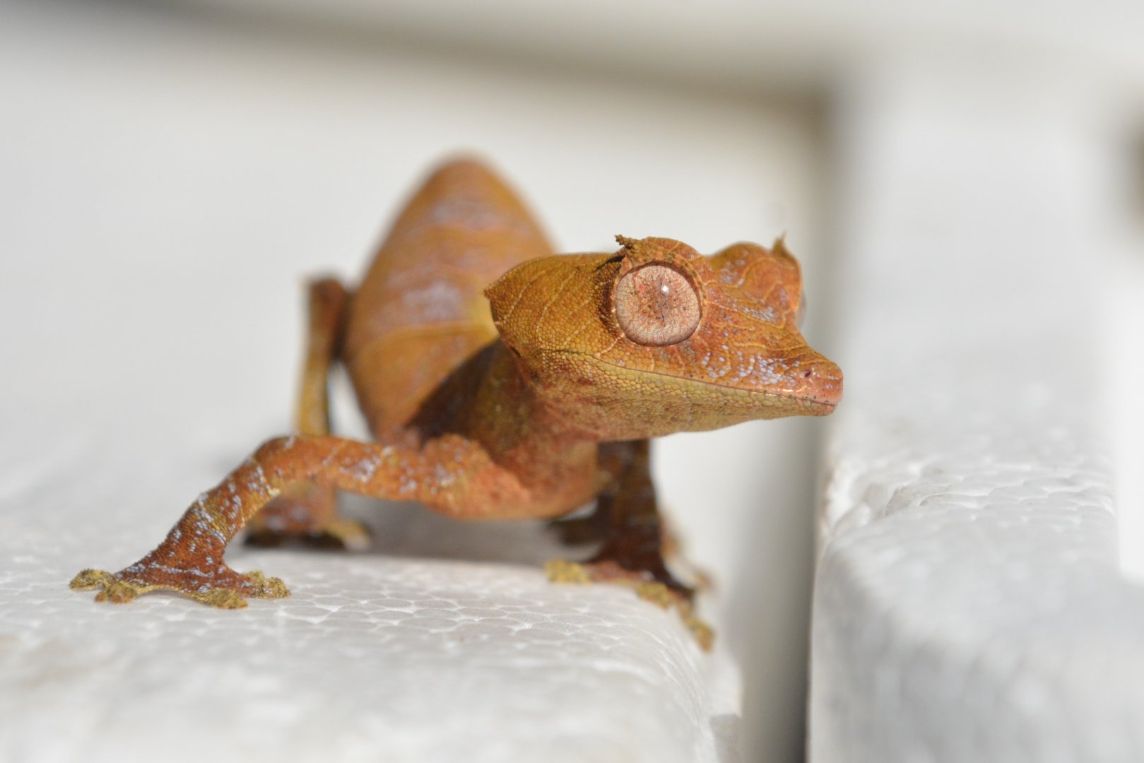 Speartail leaf-tailed gecko (Uroplatus ebenaui)