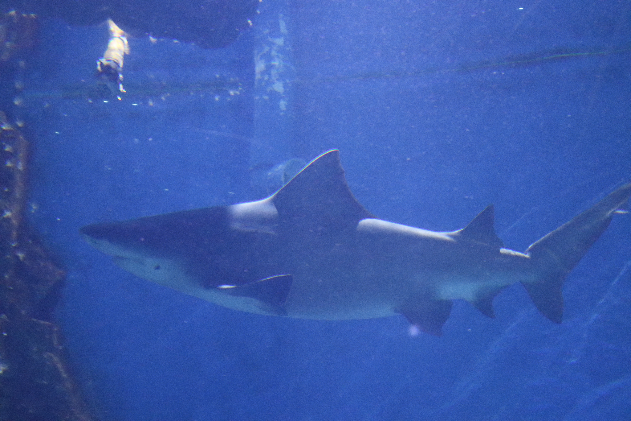 Speartooth Shark (Glyphis glyphis) December 2018