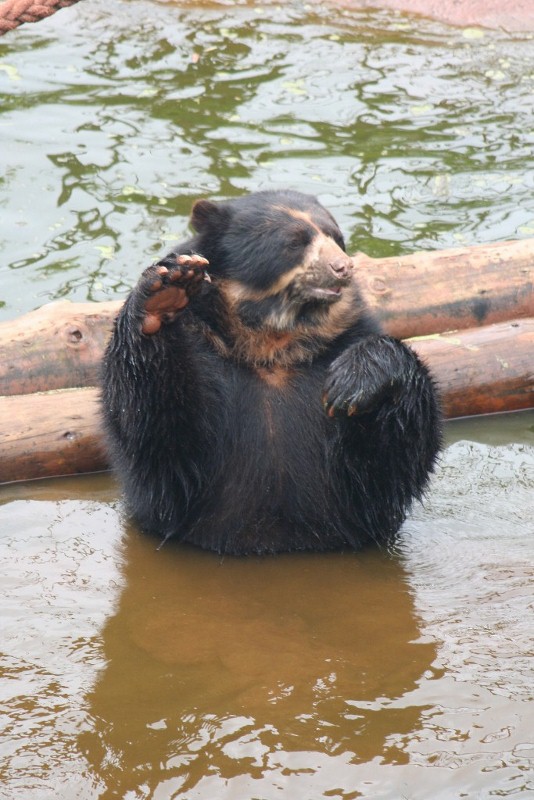 Spec Bear 19 May 2010