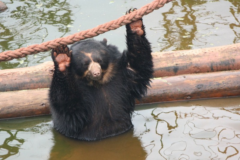 Spec Bear 19 May 2010