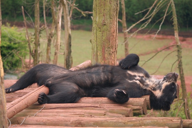 Spec bear 19 May 2010