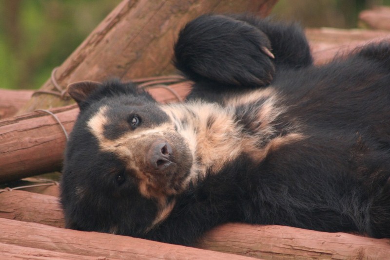 Spec Bear 19 May 2010