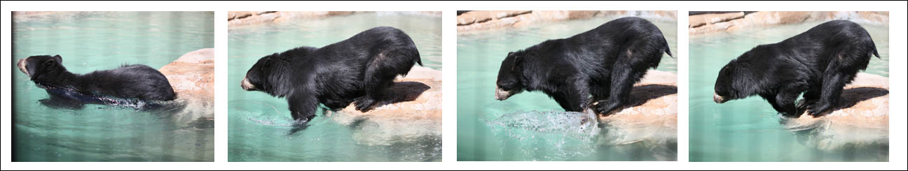 spec bear swimming