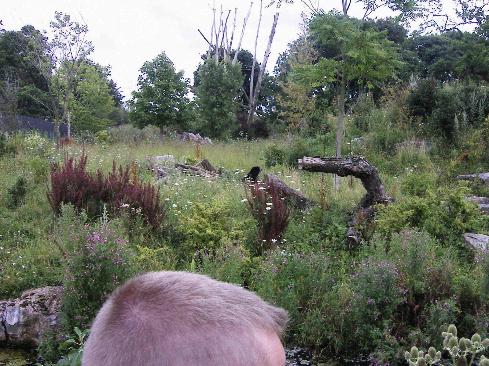 Specatcaled bear enclosure @ chester zoo