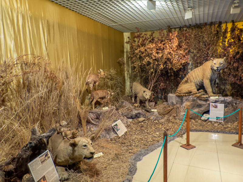 special exhibition about animal parents and their children