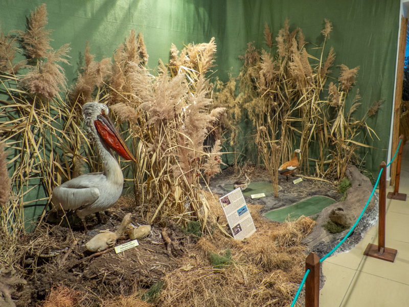 special exhibition about animal parents and their children