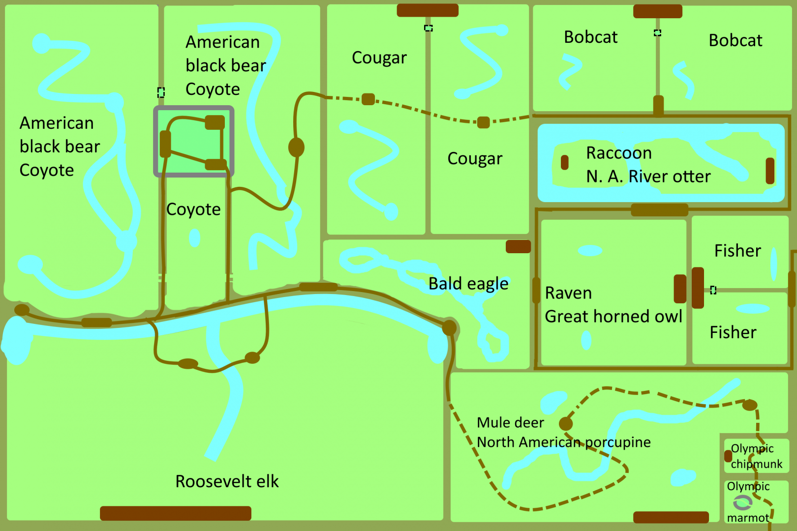 Species Based Exhibits - Roosevelt Elk / Olympic Forest Trail