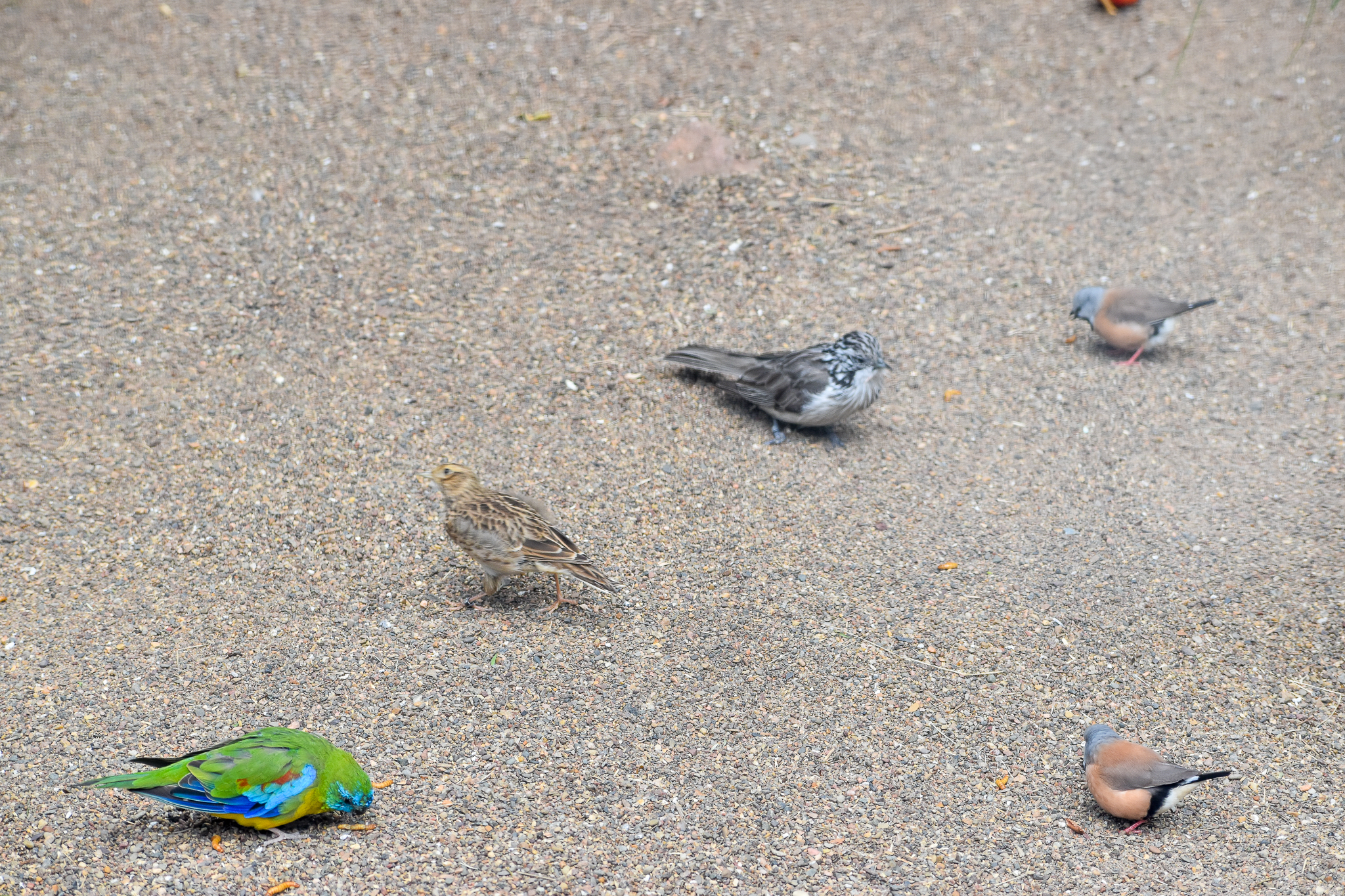 Species Diversity of Grasslands Aviary