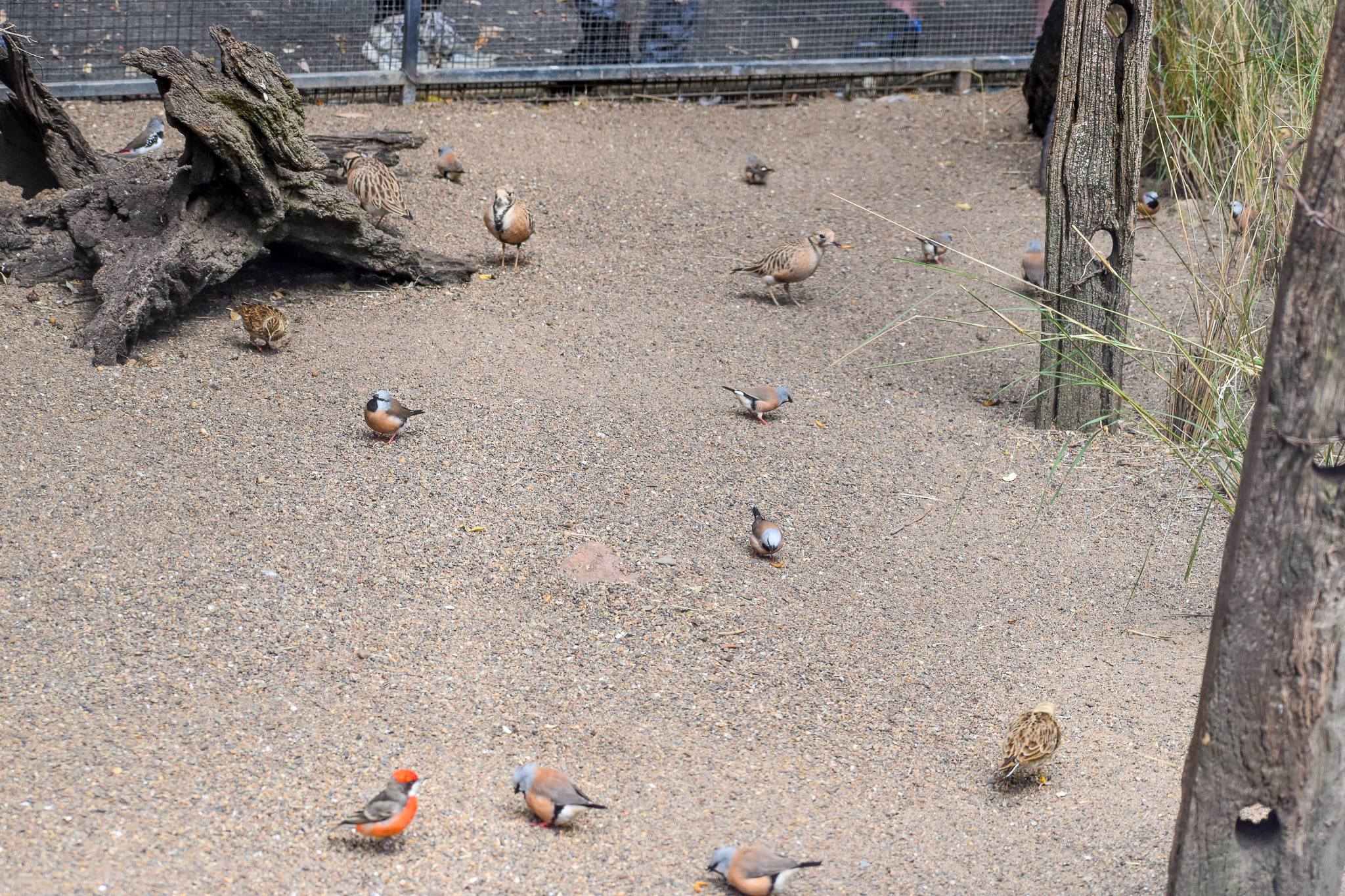 Species Diversity of Grasslands Aviary