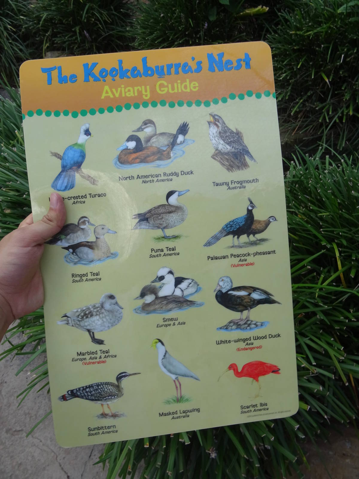 Species Guide for the Kookaburra's Nest Walkthrough Aviary at Busch Gardens