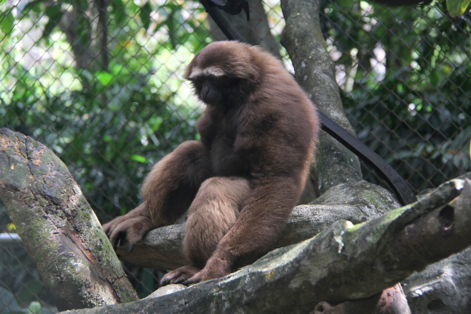 Species ID? Gibbon