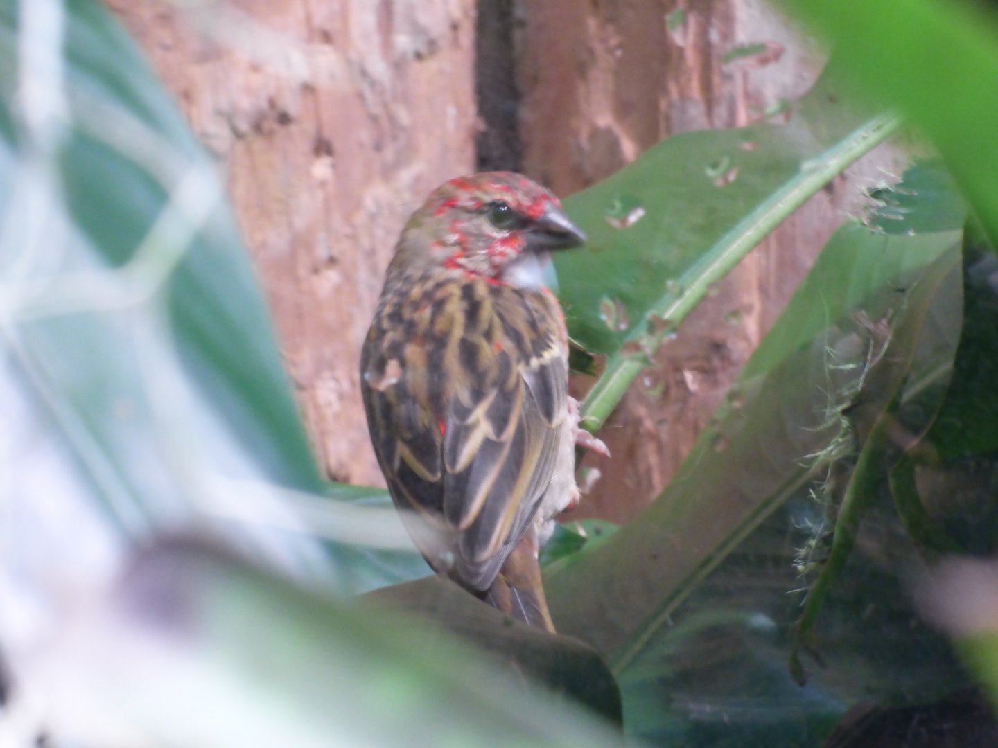 Species ID? in Tropical Realm