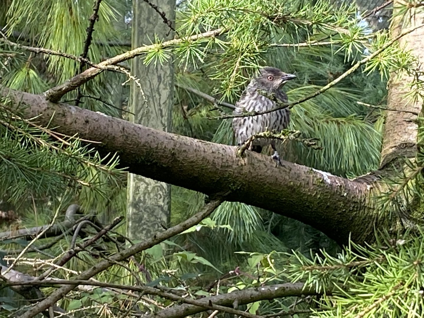 Species ID please? 071121