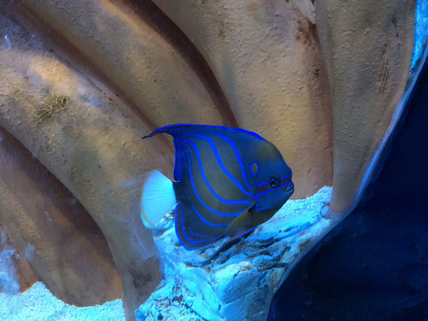 Species ID please? 090818