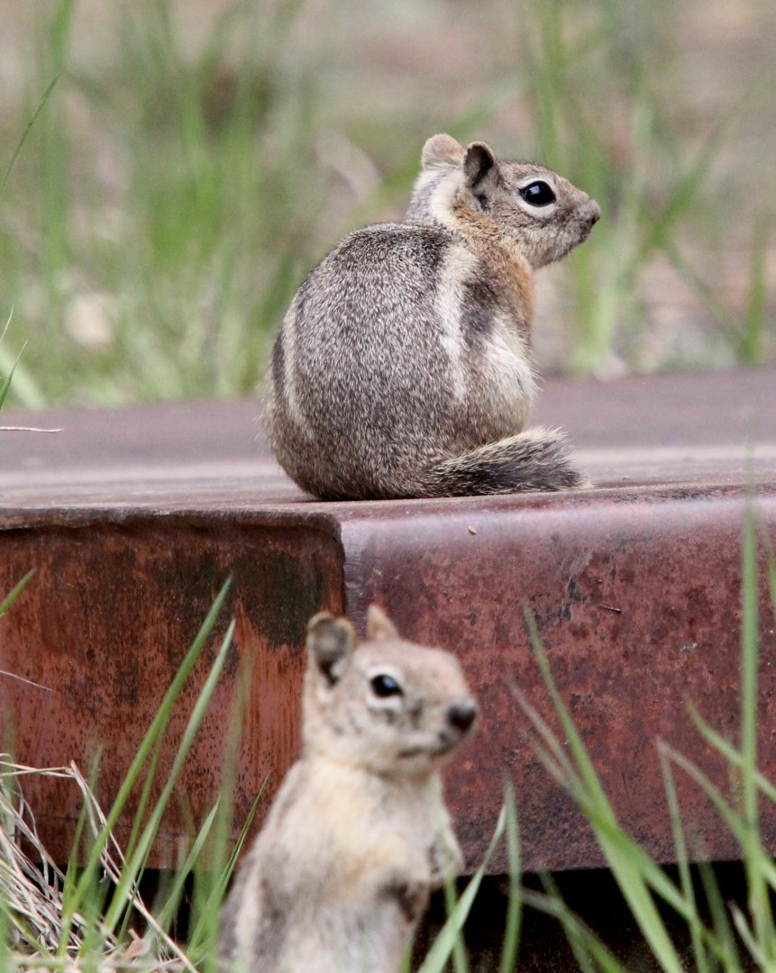 SPECIES ID?, possibly a golden-mantled ground squirrel (Callospermophilus lateralis)