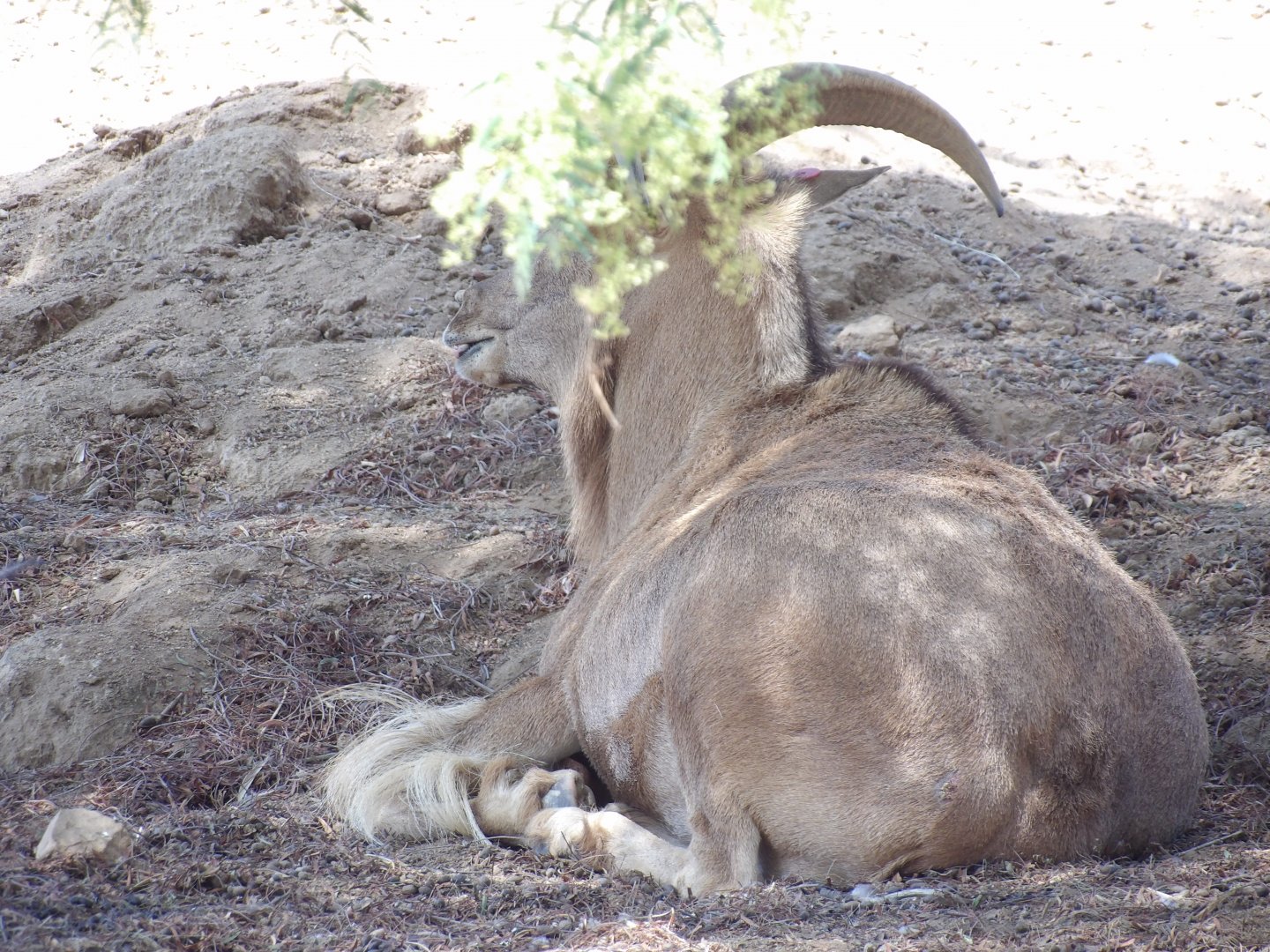 Species ID. - San Diego Zoo Safari Park