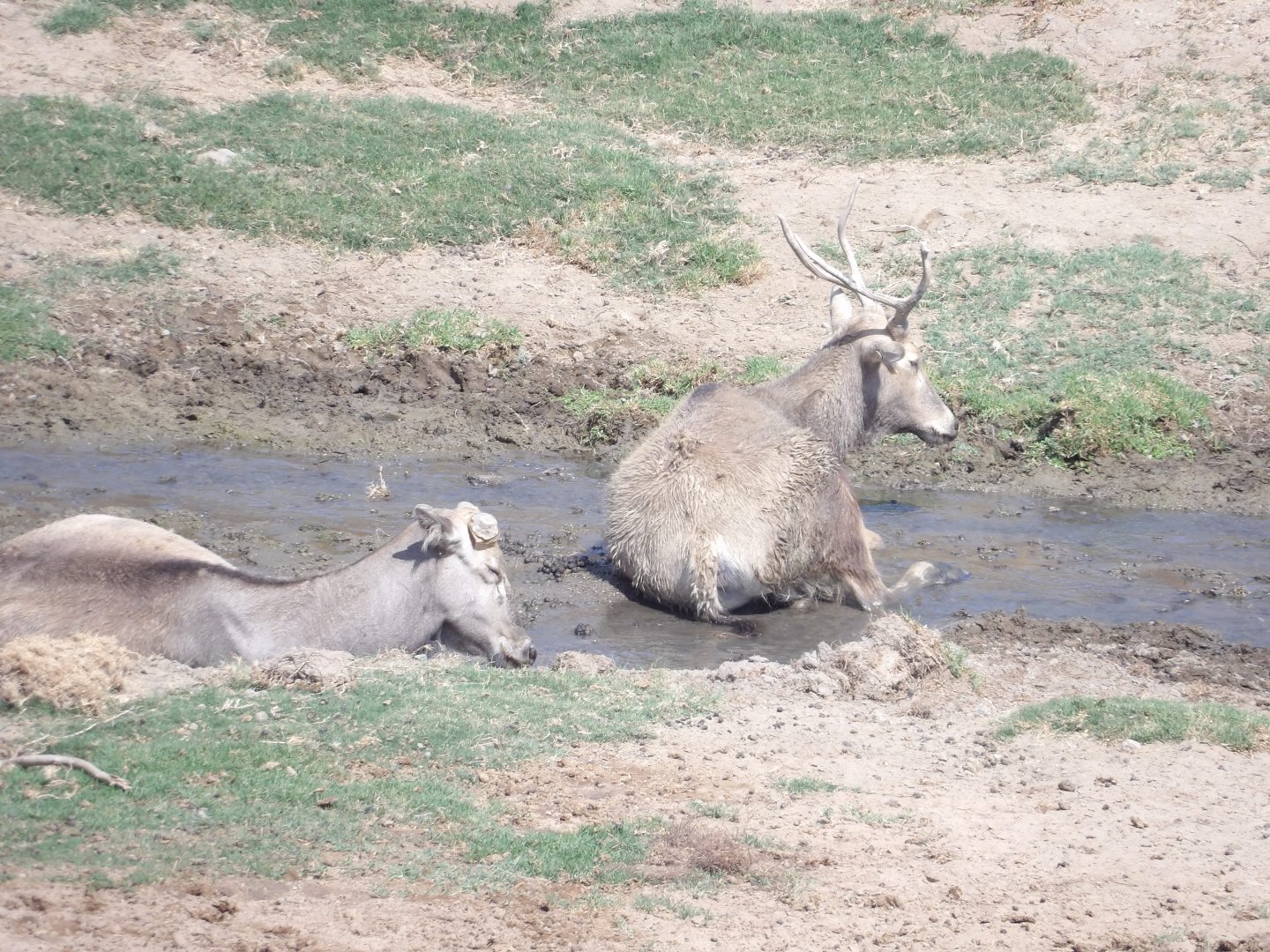 Species ID - San Diego Zoo Safari Park.