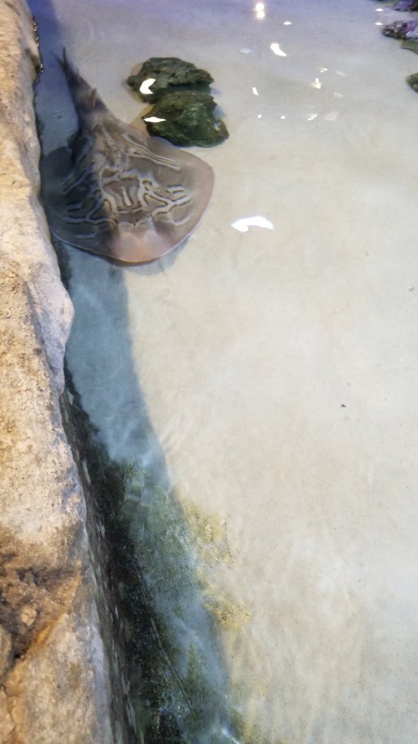 Species ID? Touch A Shark tank