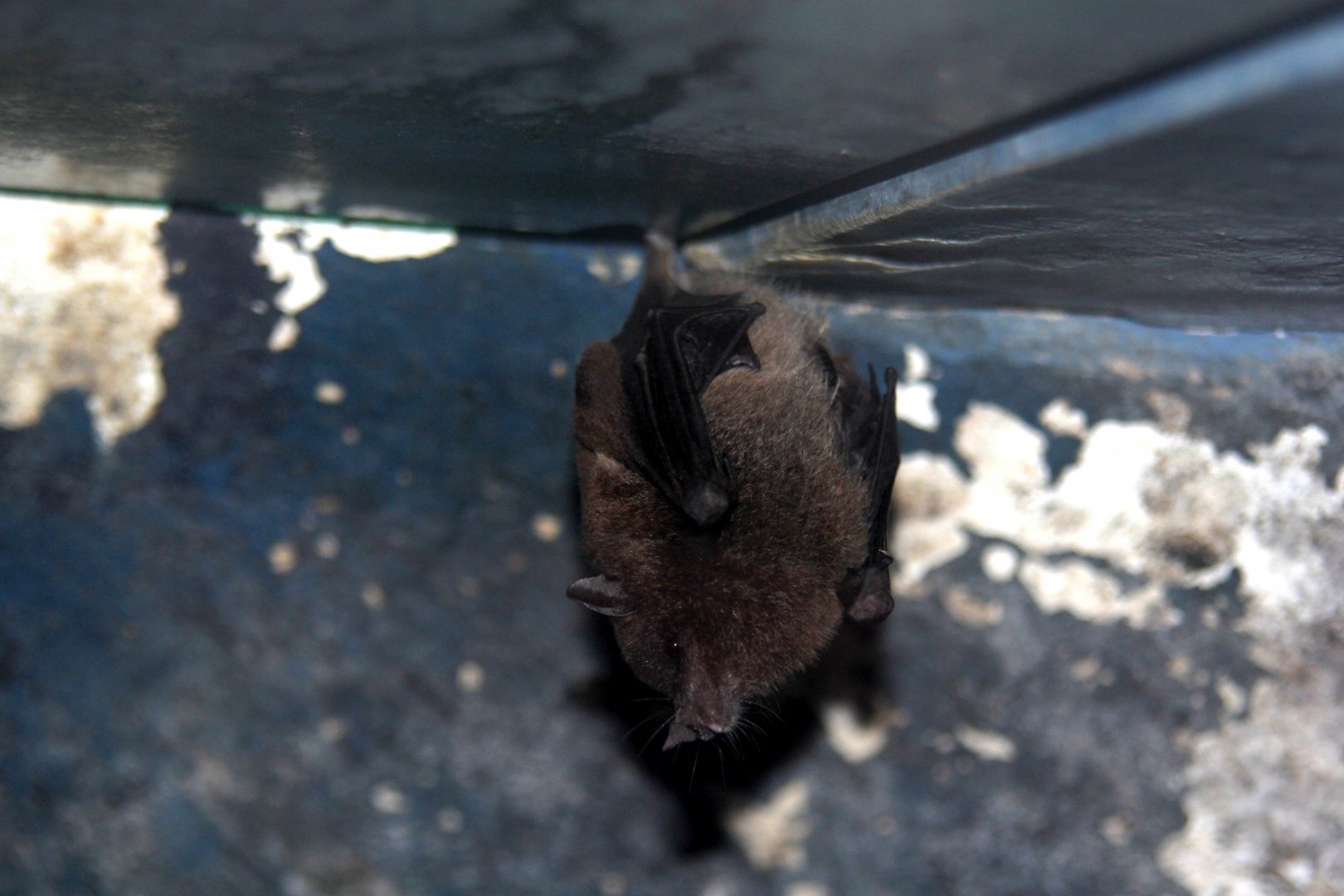 Species ID? Underwood's long-tongued bat (Hylonycteris underwoodi) or Geoffroy’s tailless bat (Anoura geoffroyi)