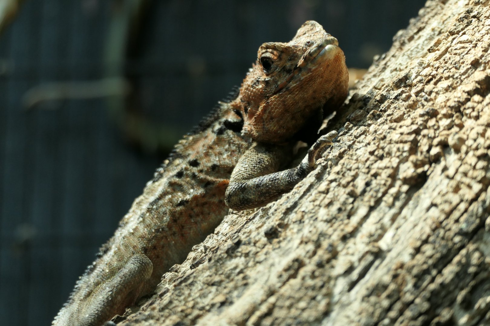 Species ID? - Unseen New World Aviary - unsigned lizard