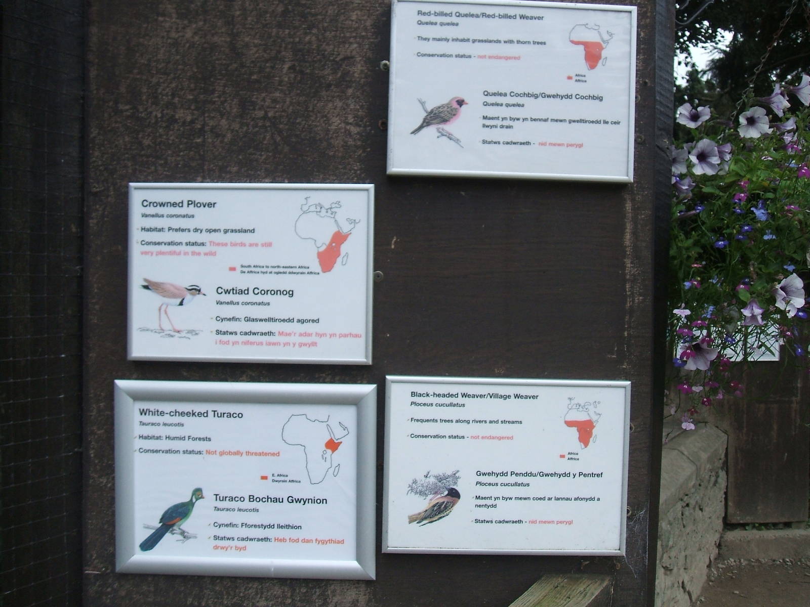 Species in African aviary